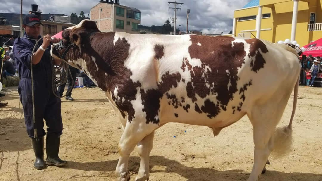 12-ganado-del-altiplano-colombian-cattle-sas.jpg