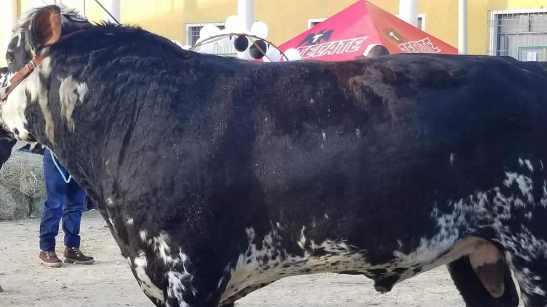 13-ganado-del-altiplano-colombian-cattle-sas.jpg
