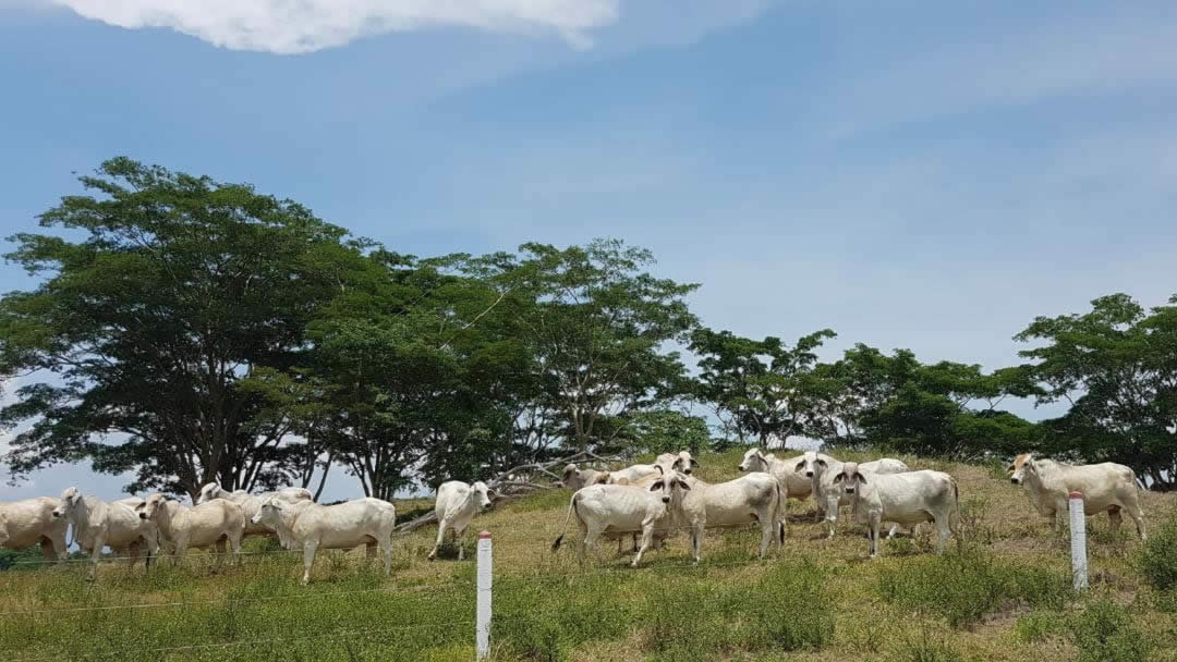 06-ganado-del-tropico-colombian-cattle-sas.jpg