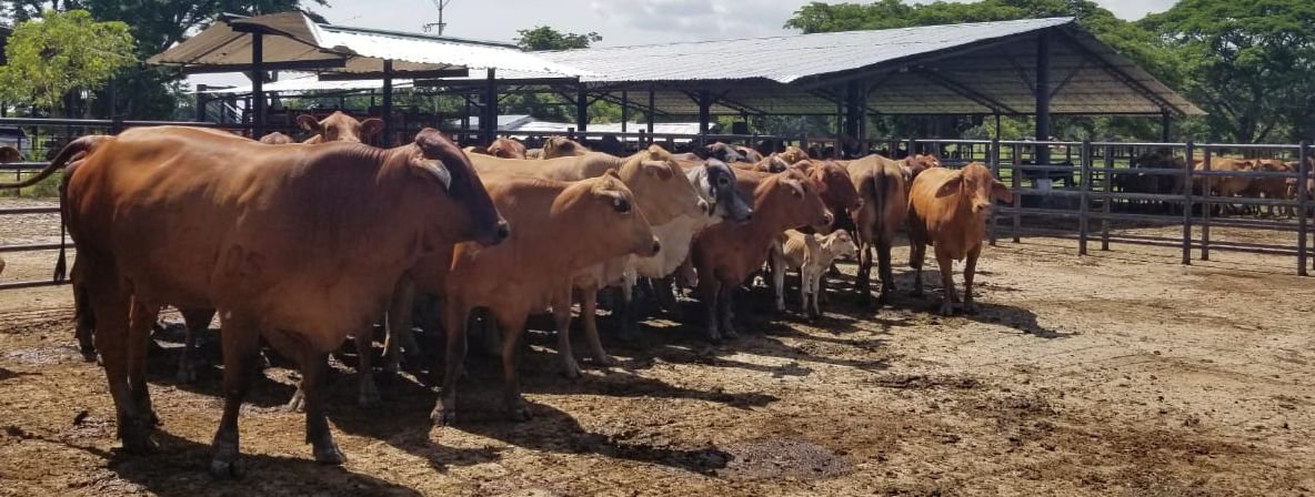 colombian cattle sas
