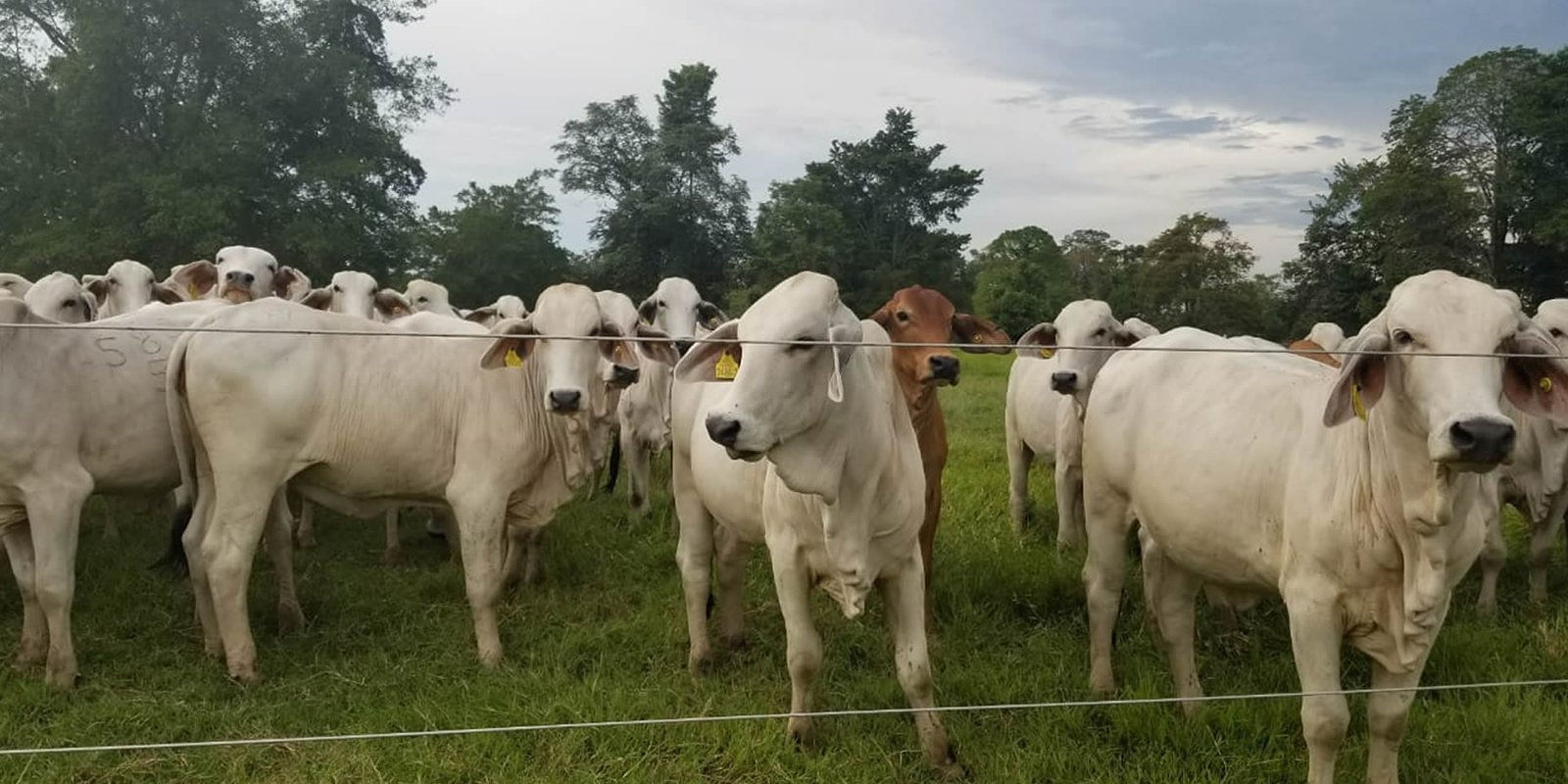 Cattle on foot in the tropics
