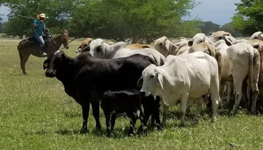 la empresa colombian cattle sas