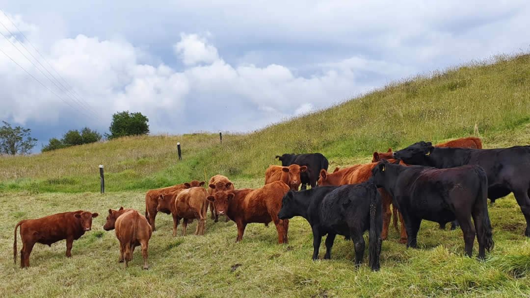 09-ganado-del-altiplano-colombian-cattle-sas.jpg