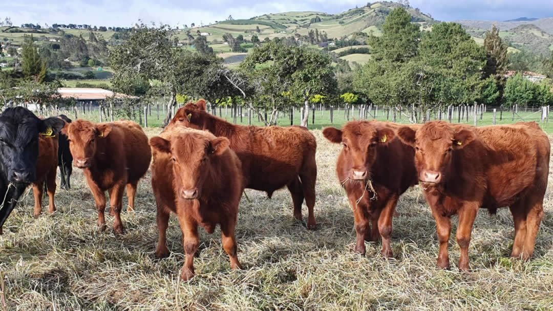11-ganado-del-altiplano-colombian-cattle-sas.jpg