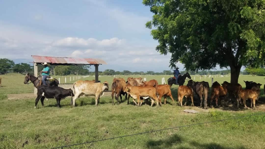 02-ganado-del-tropico-colombian-cattle-sas.jpg
