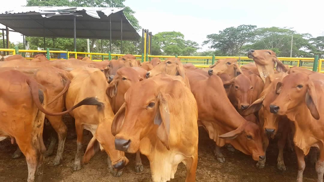 05-ganado-del-tropico-colombian-cattle-sas.jpg