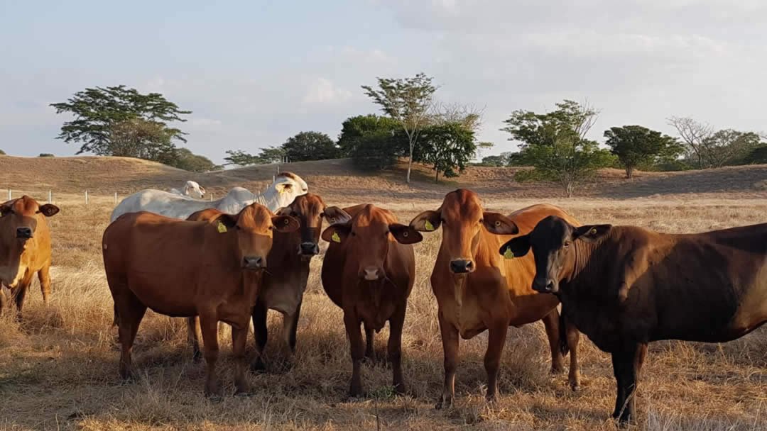 07-ganado-del-tropico-colombian-cattle-sas.jpg