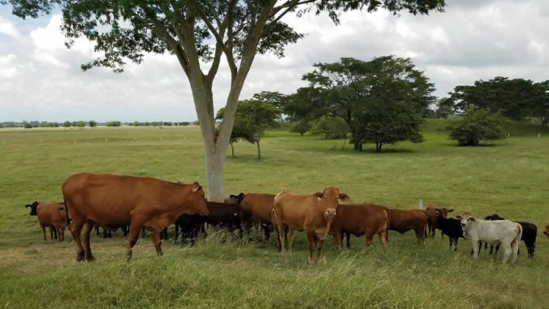 09-ganado-del-tropico-colombian-cattle-sas.jpg